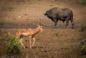 101 Kruger National Park, impala en buffel